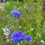 Nieuwe actie bloemrijke akkerranden met meer kleur.